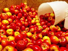 Load image into Gallery viewer, Fresh Pressed Apple Cider with Ginger
